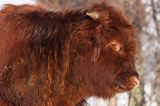 Bydło rasy Scottish Highland szkockie bydło górskie) , młody byczek