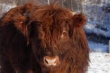 Bydło rasy Scottish Highland szkockie bydło górskie) , młody byczek