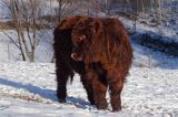 Bydło rasy Scottish Highland szkockie bydło górskie) , młody byczek