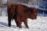 Bydło rasy Scottish Highland szkockie bydło górskie) , młody byczek