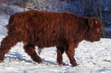 Bydło rasy Scottish Highland szkockie bydło górskie) , młody byczek