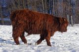 Bydło rasy Scottish Highland szkockie bydło górskie) , młody byczek