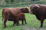 Bydło rasy Scottish Highland szkockie bydło górskie) , byk, krowa i cielę