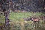  jeleń szlachetny, europejski, Cervus elaphus elaphus
jeleń karpacki, byk