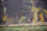  jeleń szlachetny, europejski, Cervus elaphus elaphus
jeleń karpacki, byk