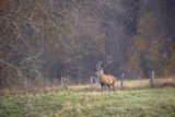  jeleń szlachetny, europejski, Cervus elaphus elaphus
jeleń karpacki, byk