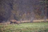  jeleń szlachetny, europejski, Cervus elaphus elaphus
jeleń karpacki, byk