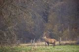  jeleń szlachetny, europejski, Cervus elaphus elaphus
jeleń karpacki, byk