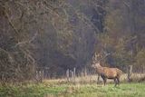  jeleń szlachetny, europejski, Cervus elaphus elaphus
jeleń karpacki, byk