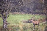  jeleń szlachetny, europejski, Cervus elaphus elaphus
jeleń karpacki, byk