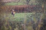  jeleń szlachetny, europejski, Cervus elaphus elaphus
jeleń karpacki, byk