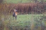  jeleń szlachetny, europejski, Cervus elaphus elaphus
jeleń karpacki, byk