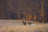  jeleń szlachetny, europejski, Cervus elaphus elaphus
jeleń karpacki, byki