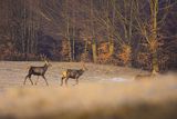  jeleń szlachetny, europejski, Cervus elaphus elaphus
jeleń karpacki, byki