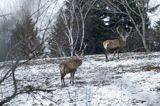 jeleń szlachetny, europejski, Cervus elaphus elaphus jeleń karpacki, dwa byki