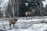 jeleń szlachetny, europejski, Cervus elaphus elaphus jeleń karpacki, dwa byki