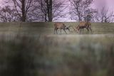  jeleń szlachetny, europejski, Cervus elaphus elaphus
jeleń karpacki, byki, potyczka