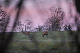  jeleń szlachetny, europejski, Cervus elaphus elaphus
jeleń karpacki, byki