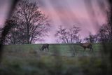  jeleń szlachetny, europejski, Cervus elaphus elaphus
jeleń karpacki, byki