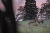  jeleń szlachetny, europejski, Cervus elaphus elaphus
jeleń karpacki, byki