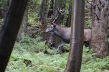 jeleń szlachetny, europejski, Cervus elaphus elaphus jeleń karpacki