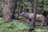 jeleń szlachetny, europejski, Cervus elaphus elaphus jeleń karpacki