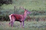 jeleń szlachetny, europejski, Cervus elaphus elaphus jeleń karpacki, rykowisko, byk