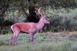 jeleń szlachetny, europejski, Cervus elaphus elaphus jeleń karpacki, rykowisko, byk