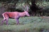 jeleń szlachetny, europejski, Cervus elaphus elaphus jeleń karpacki, rykowisko, byk