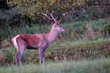 jeleń szlachetny, europejski, Cervus elaphus elaphus jeleń karpacki, rykowisko, byk