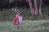 jeleń szlachetny, europejski, Cervus elaphus elaphus jeleń karpacki, rykowisko, byk