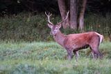 jeleń szlachetny, europejski, Cervus elaphus elaphus jeleń karpacki, rykowisko, byk