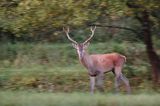 jeleń szlachetny, europejski, Cervus elaphus elaphus jeleń karpacki, rykowisko, byk