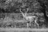 jeleń szlachetny, europejski, Cervus elaphus elaphus jeleń karpacki, rykowisko, byk