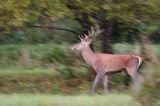 jeleń szlachetny, europejski, Cervus elaphus elaphus jeleń karpacki, rykowisko, byk