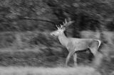 jeleń szlachetny, europejski, Cervus elaphus elaphus jeleń karpacki, rykowisko, byk