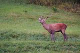 jeleń szlachetny, europejski, Cervus elaphus elaphus jeleń karpacki, rykowisko, byk