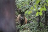 jeleń szlachetny, europejski, Cervus elaphus elaphus jeleń karpacki, byk z wieńcem traw na porożu, rykowisko, projektowany Turnicki Park Narodowy