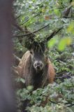 jeleń szlachetny, europejski, Cervus elaphus elaphus jeleń karpacki, byk z wieńcem traw na porożu, rykowisko, projektowany Turnicki Park Narodowy