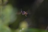 Bzyg prążkowany, Episyrphus balteatus