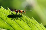 Omomiłek, Soldier Beetle, Cantharis pellucida, Bieszczady