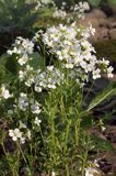 rzeżucha gorzka, Cardamine amara, kwiaty