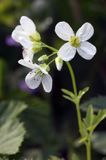 rzeżucha gorzka, Cardamine amara, kwiaty