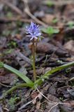 Scilla bifolia cebulica dwulistna, oszloch) ,