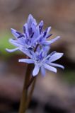 Scilla bifolia cebulica dwulistna, oszloch) ,