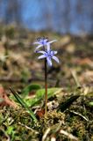 Cebulica dwulistna, Scilla bifolia