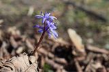 Cebulica dwulistna, Scilla bifolia