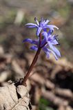 Cebulica dwulistna, Scilla bifolia