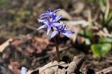 Cebulica dwulistna, Scilla bifolia