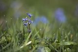 Cebulica dwulistna, Scilla bifolia